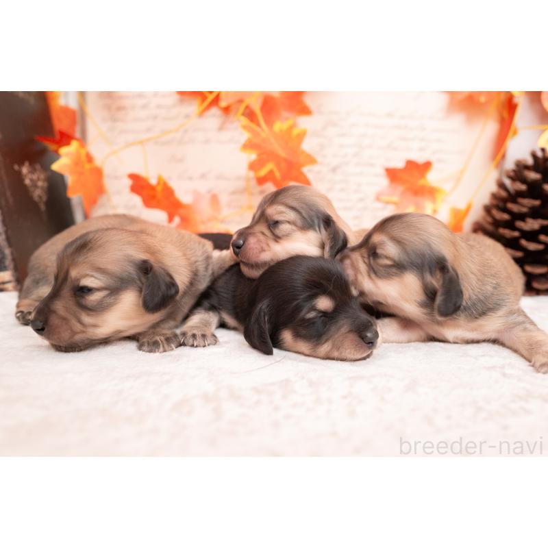 販売中の静岡県のカニンヘンダックスフンド(ロングヘアード)-424549の20枚目