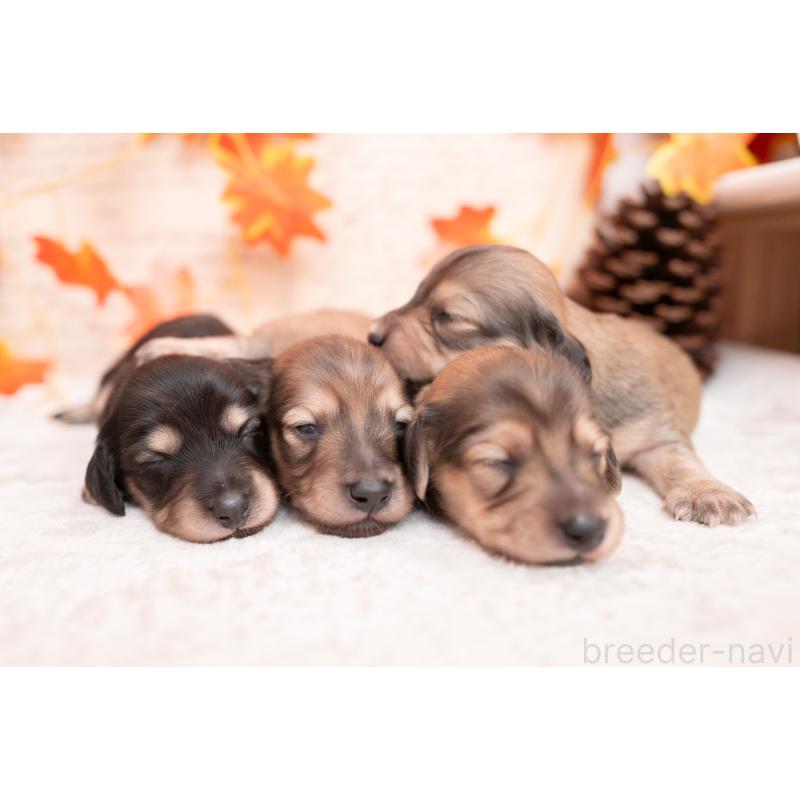 販売中の静岡県のカニンヘンダックスフンド(ロングヘアード)-424549の18枚目