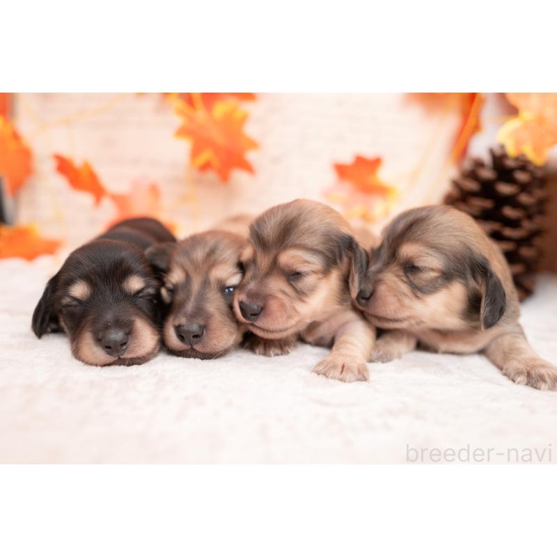 販売中の静岡県のカニンヘンダックスフンド(ロングヘアード)-424549の17枚目