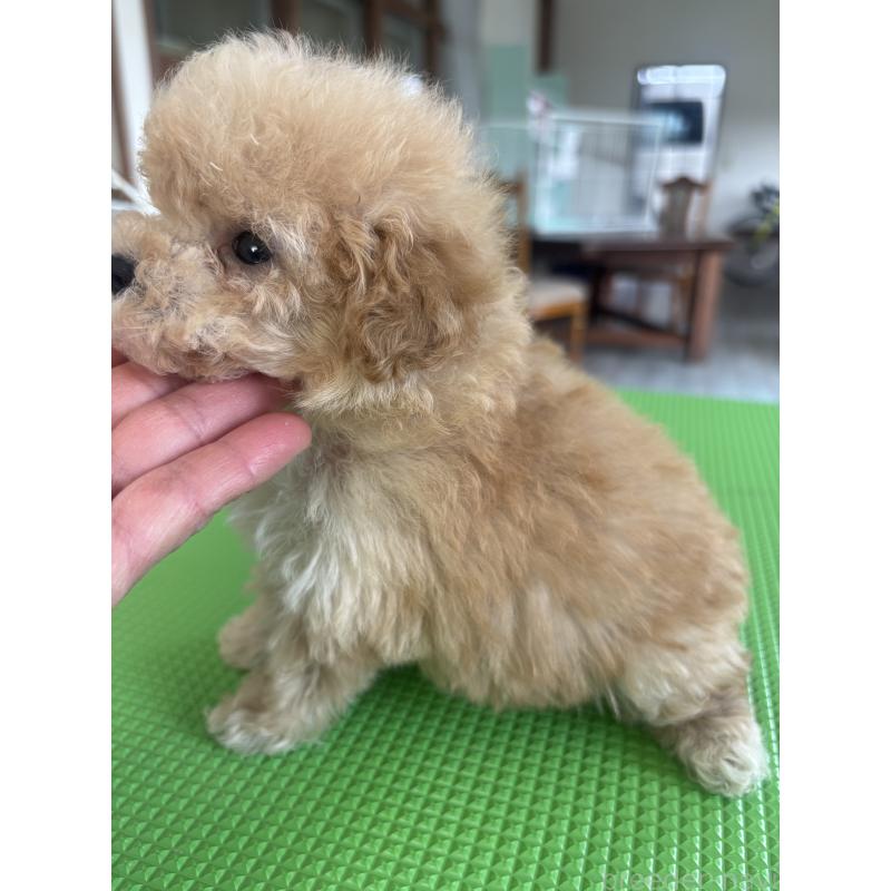 販売中の千葉県のティーカッププードル-428426の2枚目