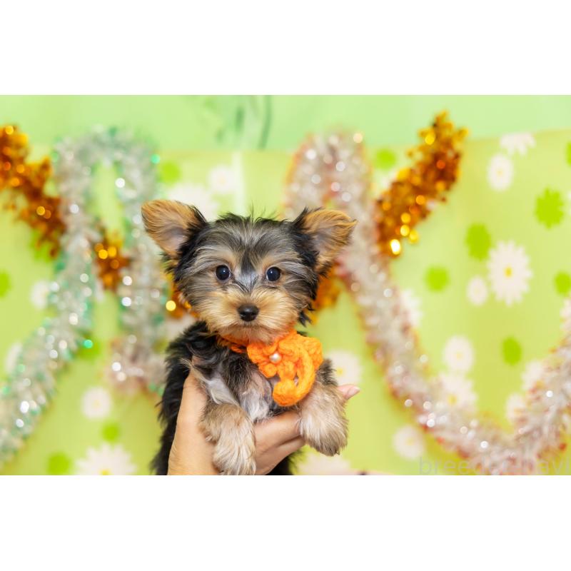 販売中の大分県のヨークシャーテリア-421147の7枚目