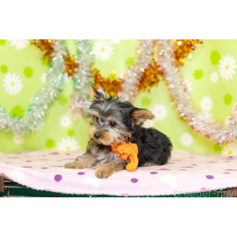 販売中の大分県のヨークシャーテリア-421147の5枚目