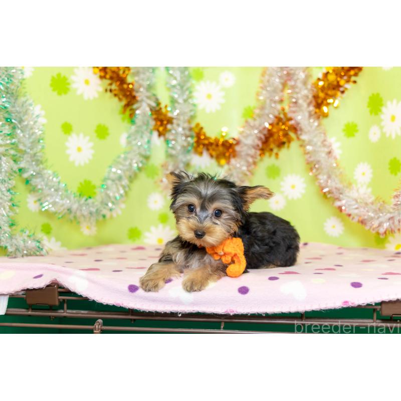 販売中の大分県のヨークシャーテリア-421147の4枚目