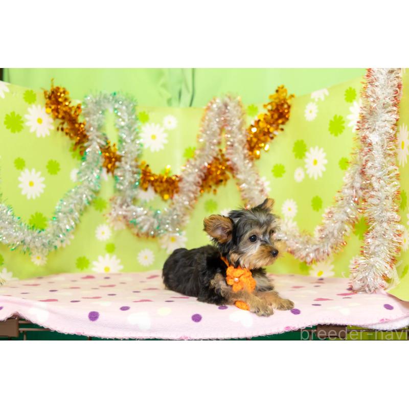 販売中の大分県のヨークシャーテリア-421147の3枚目