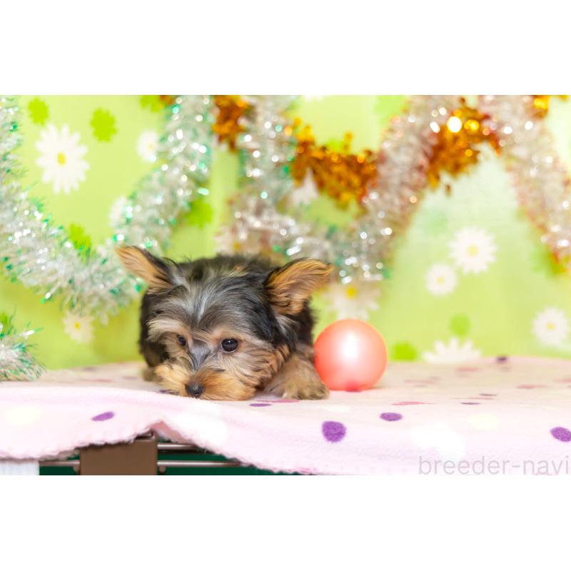 販売中の大分県のヨークシャーテリア-421147の2枚目