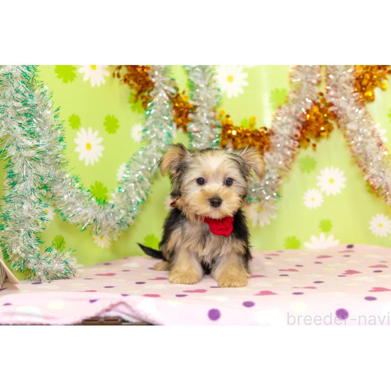 販売中の大分県のヨークシャーテリア-421149の7枚目