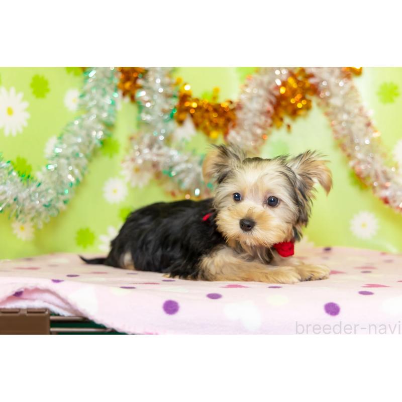 販売中の大分県のヨークシャーテリア-421149の5枚目