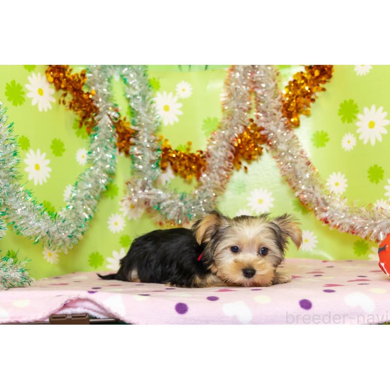 販売中の大分県のヨークシャーテリア-421149の4枚目