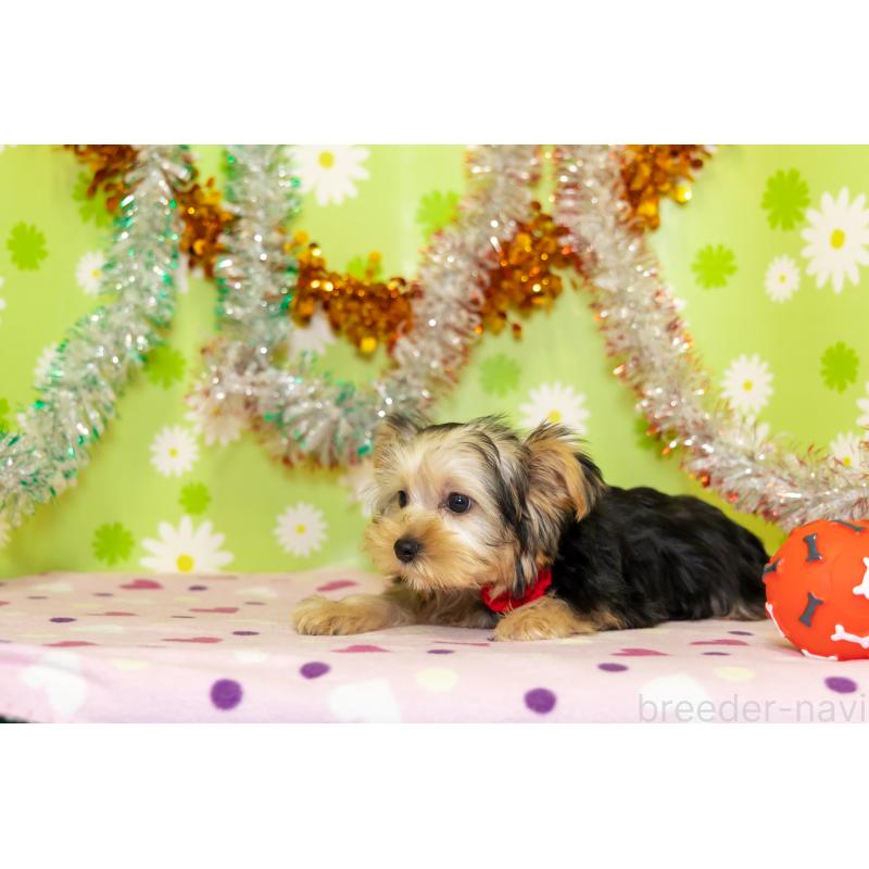 販売中の大分県のヨークシャーテリア-421149の3枚目