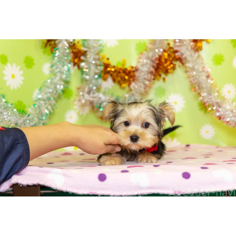 販売中の大分県のヨークシャーテリア-421149の2枚目