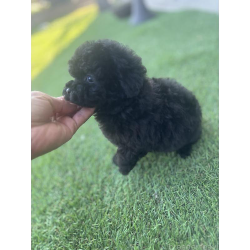 販売中の千葉県のティーカッププードル-428427の2枚目