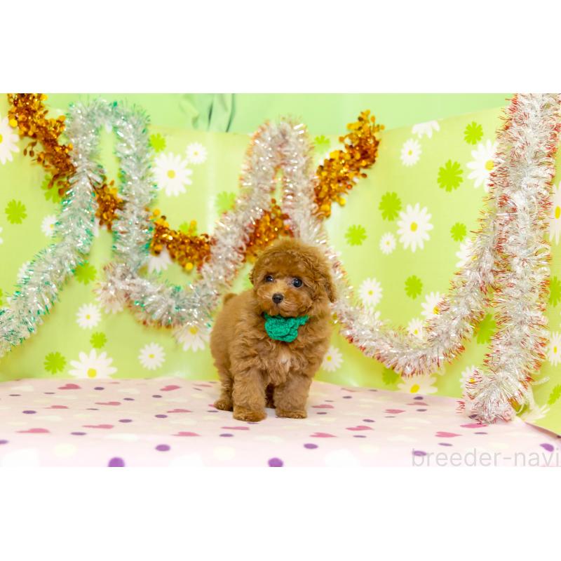 販売中の大分県のティーカッププードル-421133の7枚目