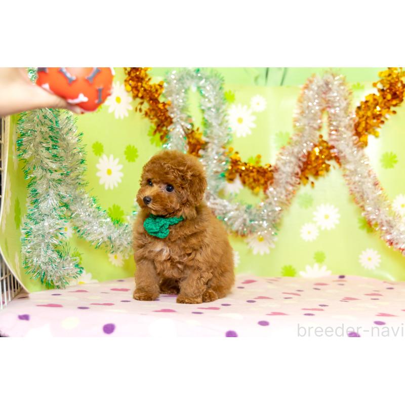 販売中の大分県のティーカッププードル-421133の6枚目