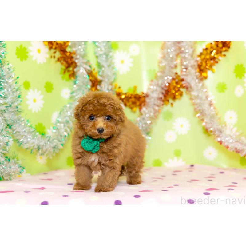 販売中の大分県のティーカッププードル-421133の5枚目