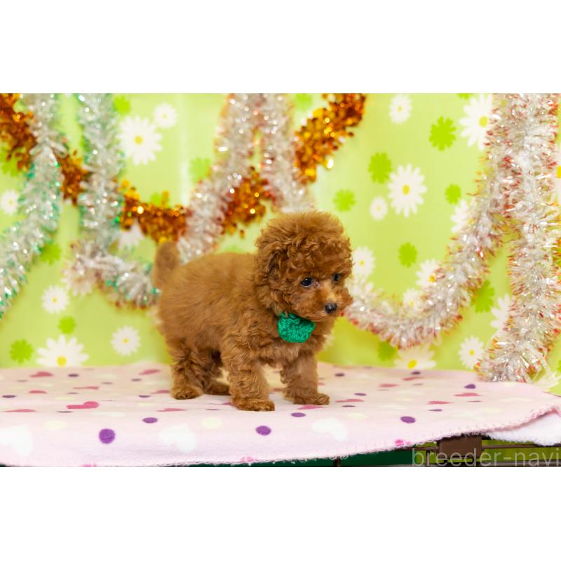 販売中の大分県のティーカッププードル-421133の4枚目