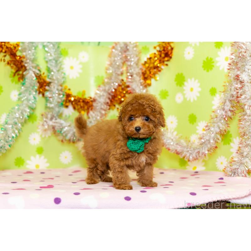 販売中の大分県のティーカッププードル-421133の3枚目