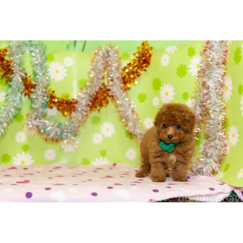 販売中の大分県のティーカッププードル-421133の2枚目