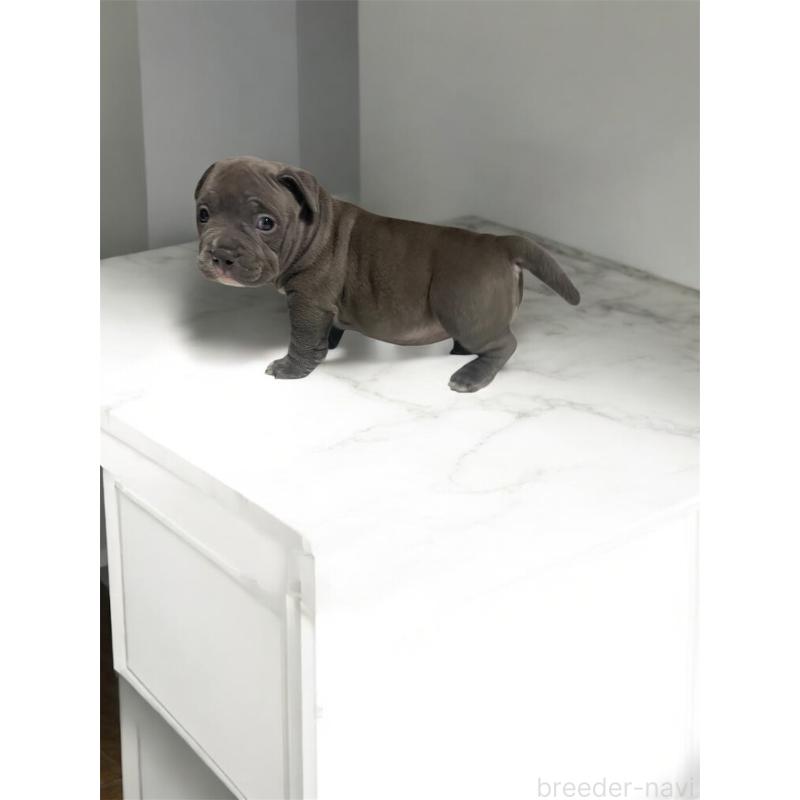 販売中の香川県のアメリカンブリー-423598の3枚目