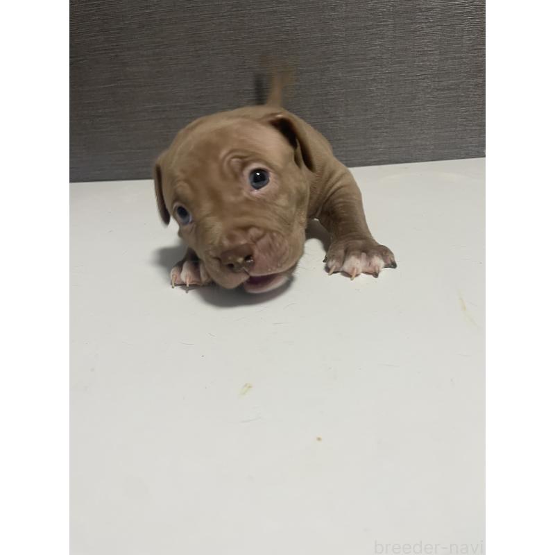 販売中の香川県のアメリカンブリー-423590の3枚目