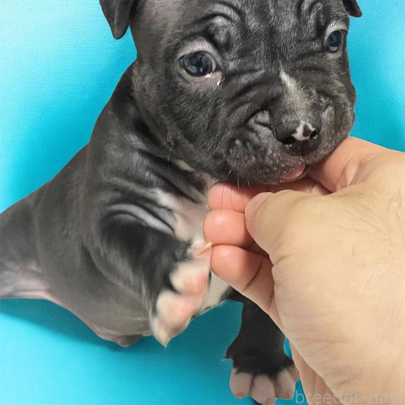 販売中の香川県のアメリカンブリー-423591