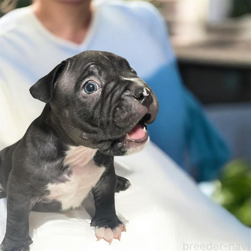 販売中の香川県のアメリカンブリー-423591の3枚目