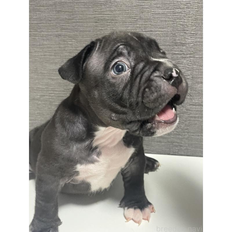 販売中の香川県のアメリカンブリー-423591の2枚目