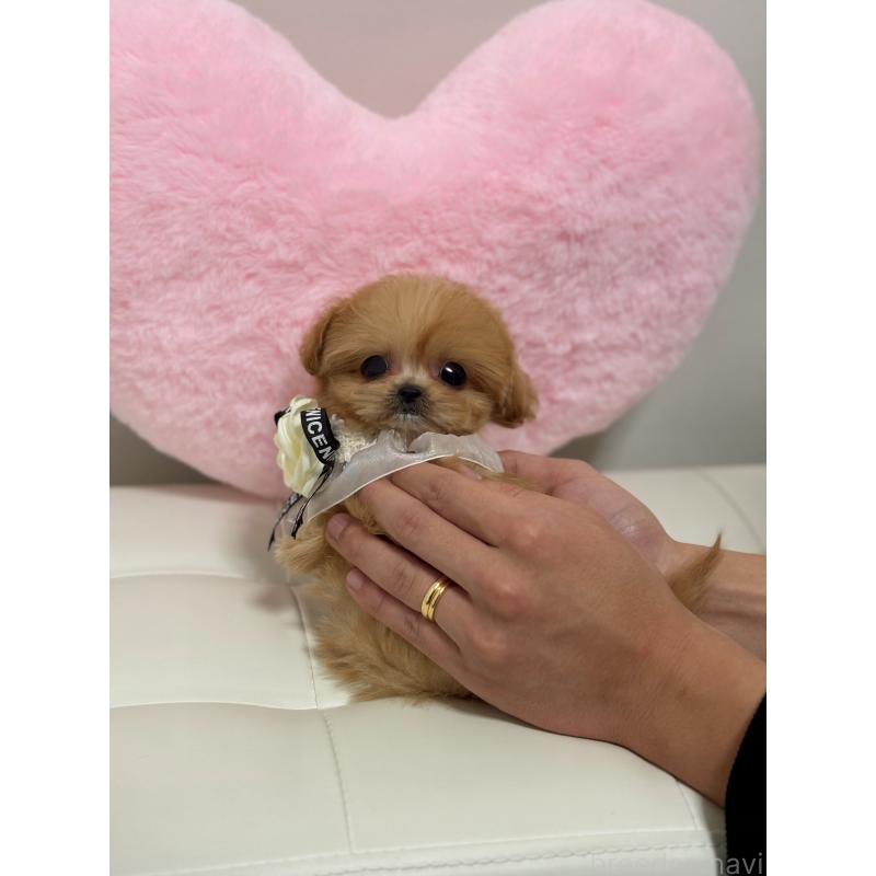 販売中の埼玉県のマルプー:マルチーズ×トイプードル-428429の4枚目