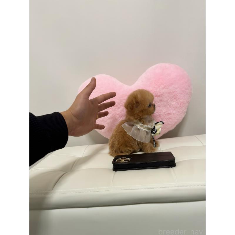 販売中の埼玉県のマルプー:マルチーズ×トイプードル-428429の3枚目