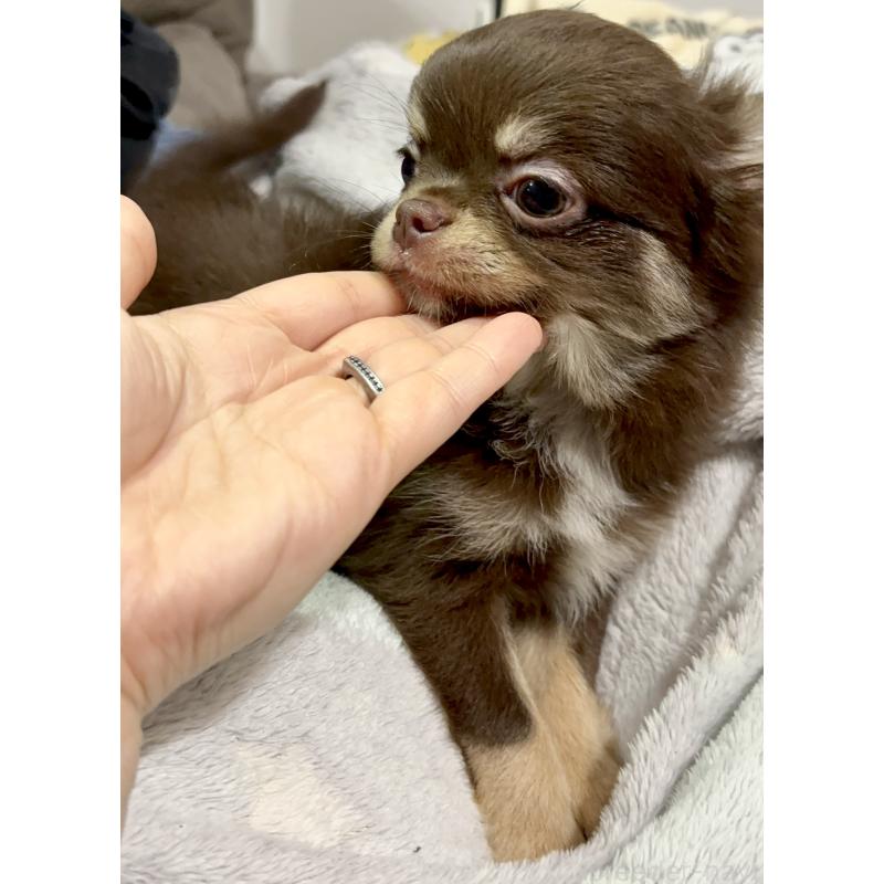 販売中の広島県のチワワ(ロングコート)-428431の2枚目