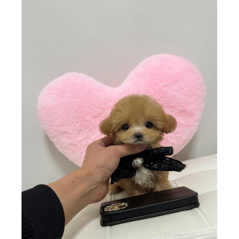 販売中の埼玉県のマルプー:マルチーズ×トイプードル-428430の3枚目