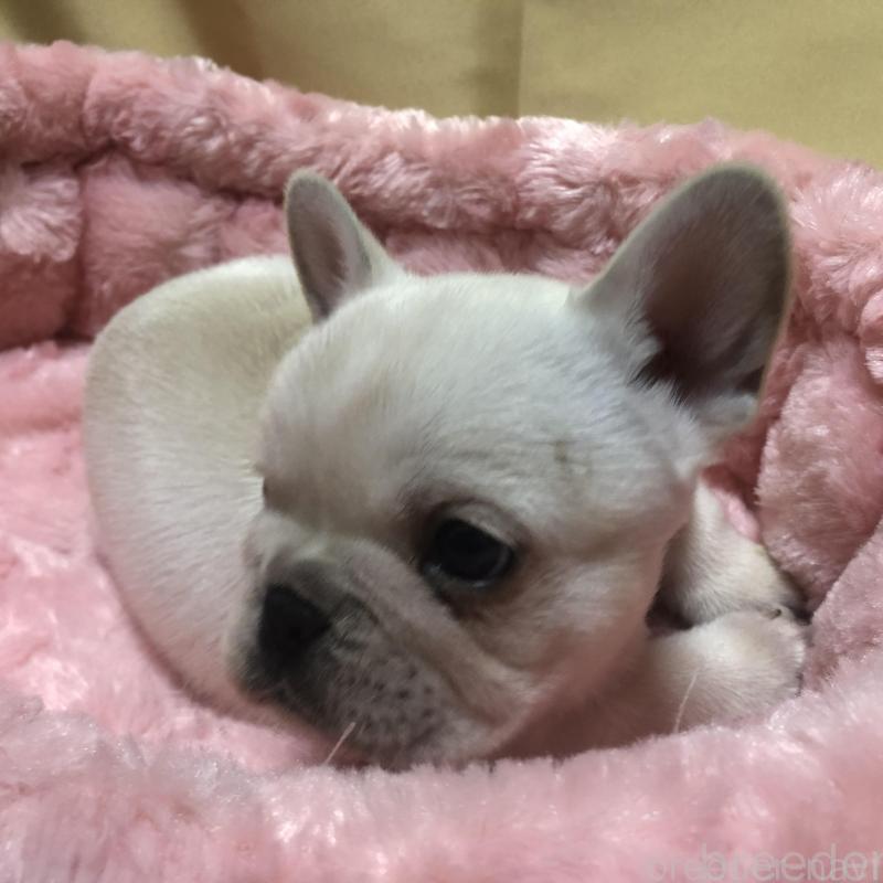 成約済の愛知県のフレンチブルドッグ-427802の14枚目