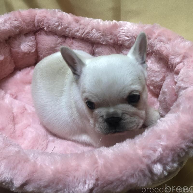 成約済の愛知県のフレンチブルドッグ-427802の13枚目