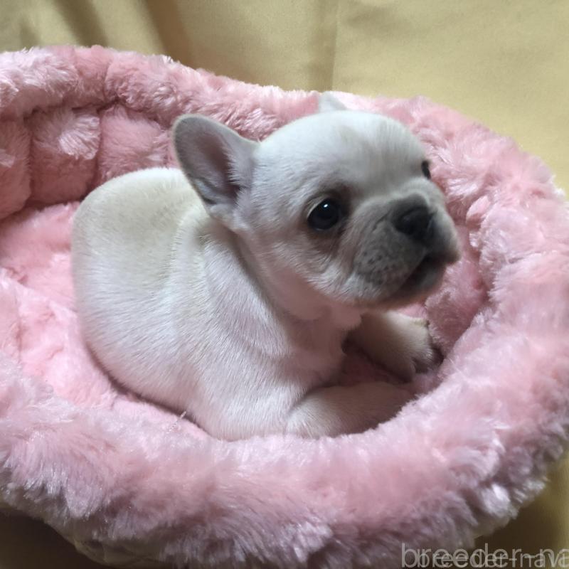 成約済の愛知県のフレンチブルドッグ-427802の12枚目