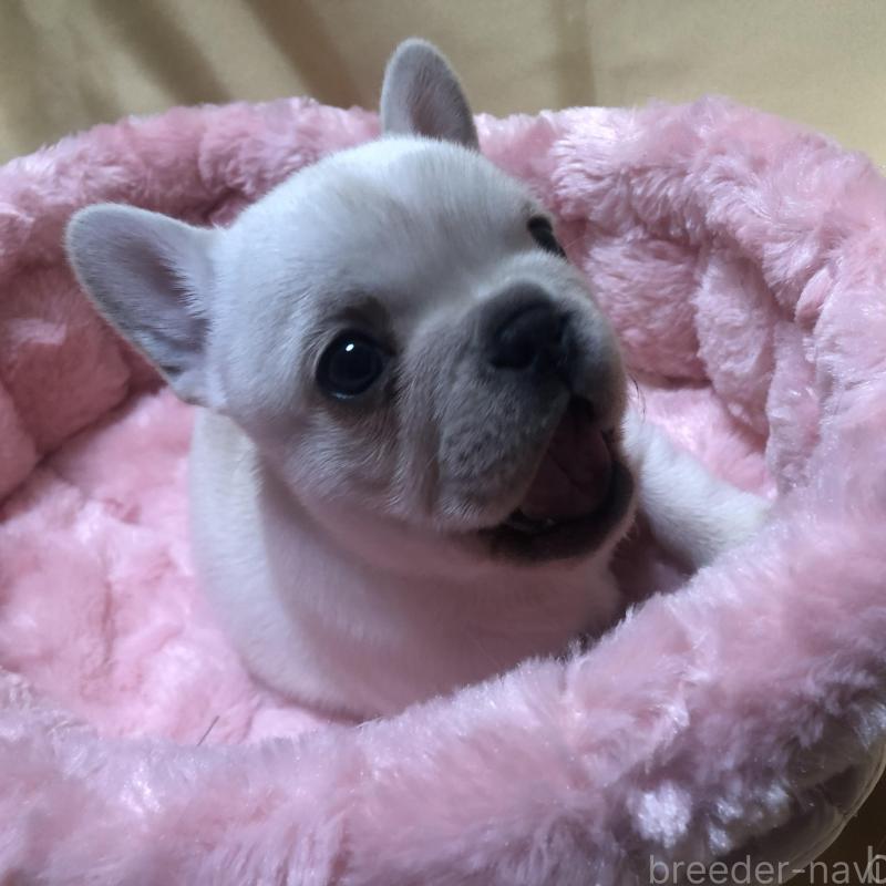 成約済の愛知県のフレンチブルドッグ-427802の11枚目