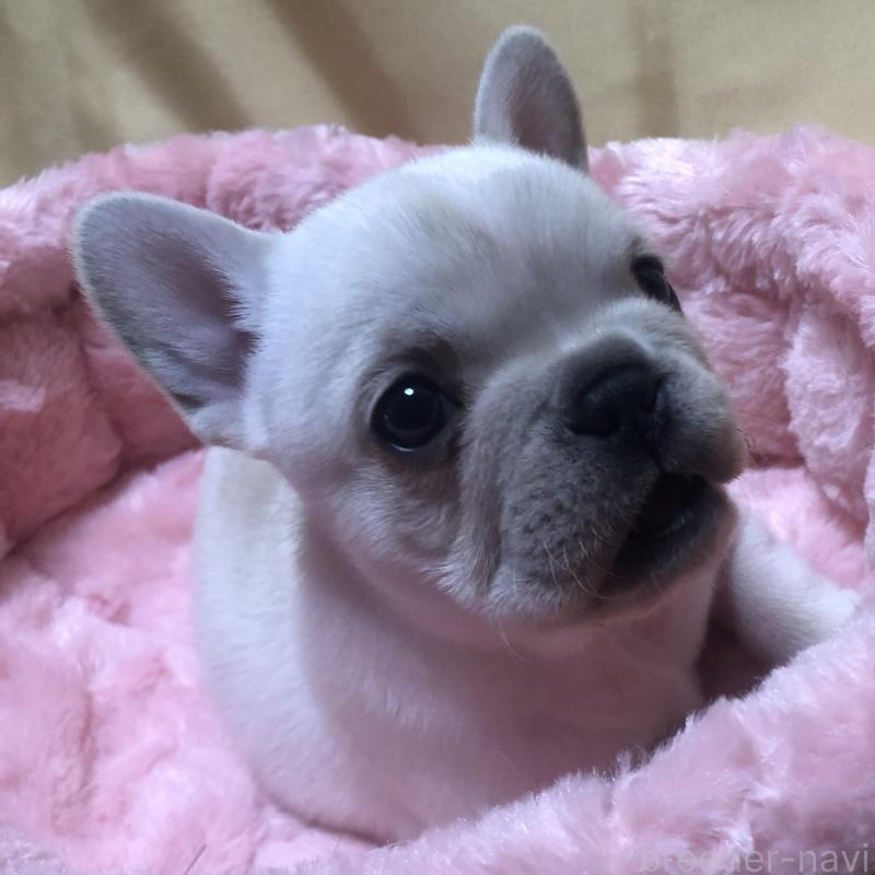 成約済の愛知県のフレンチブルドッグ-427802の10枚目