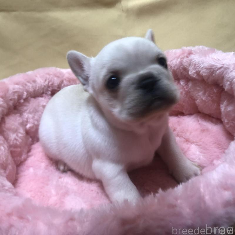 成約済の愛知県のフレンチブルドッグ-427802の8枚目