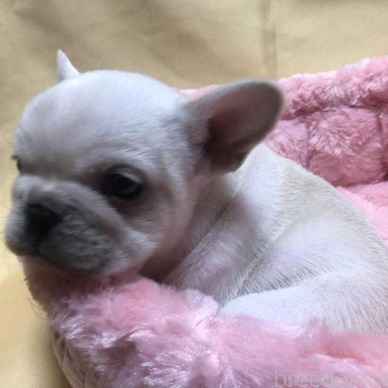 成約済の愛知県のフレンチブルドッグ-427802の7枚目