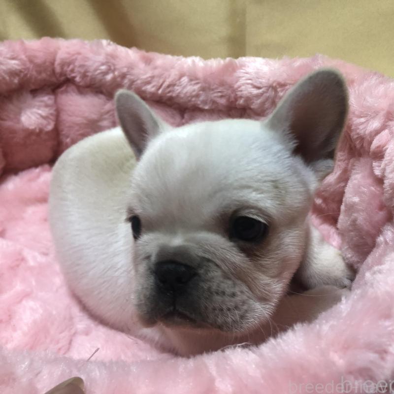 成約済の愛知県のフレンチブルドッグ-427802の6枚目