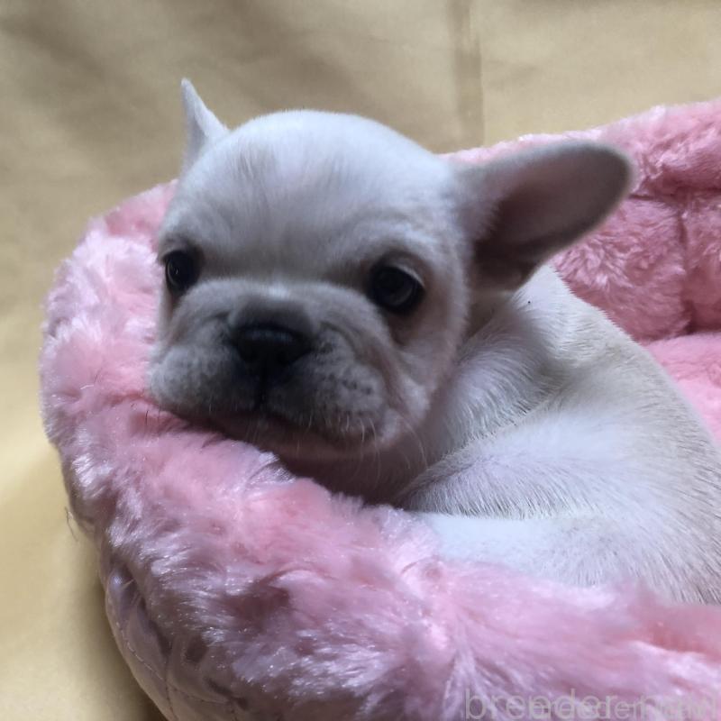 成約済の愛知県のフレンチブルドッグ-427802の5枚目