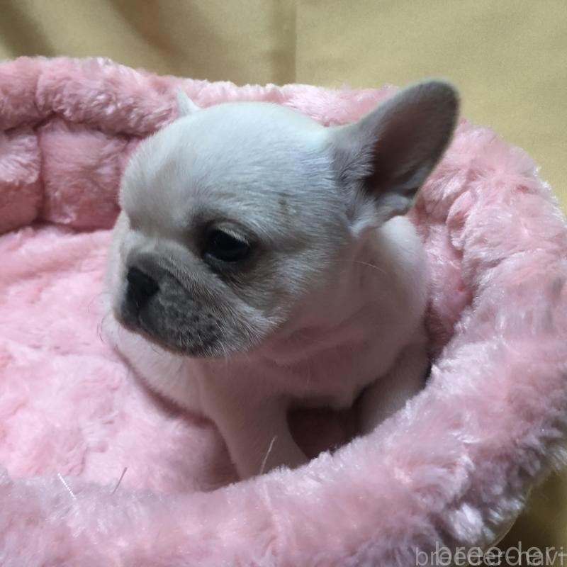 成約済の愛知県のフレンチブルドッグ-427802の4枚目