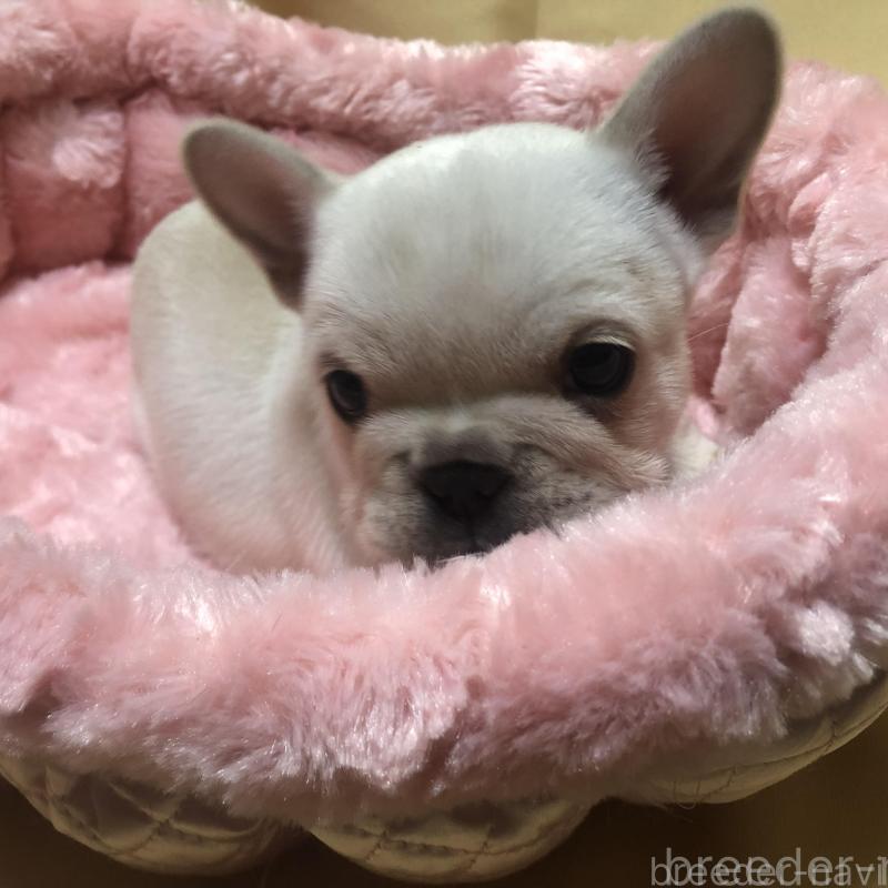 成約済の愛知県のフレンチブルドッグ-427802の3枚目