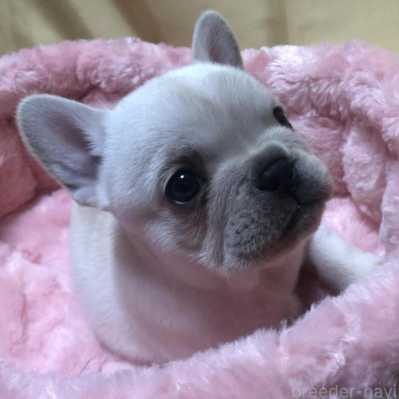 販売中の愛知県のフレンチブルドッグ-427802