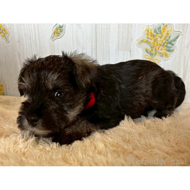 販売中の群馬県のミニチュアシュナウザー-428441の4枚目