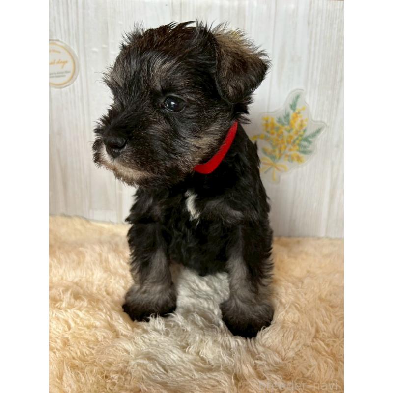 販売中の群馬県のミニチュアシュナウザー-428441の3枚目