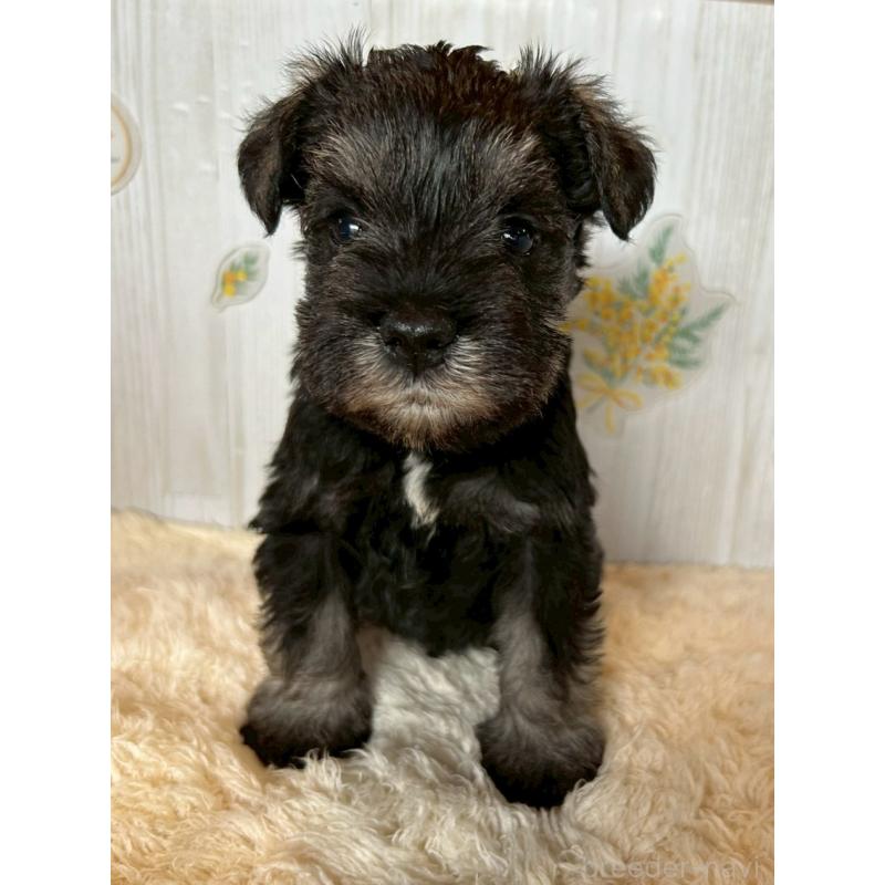 販売中の群馬県のミニチュアシュナウザー-428441の2枚目