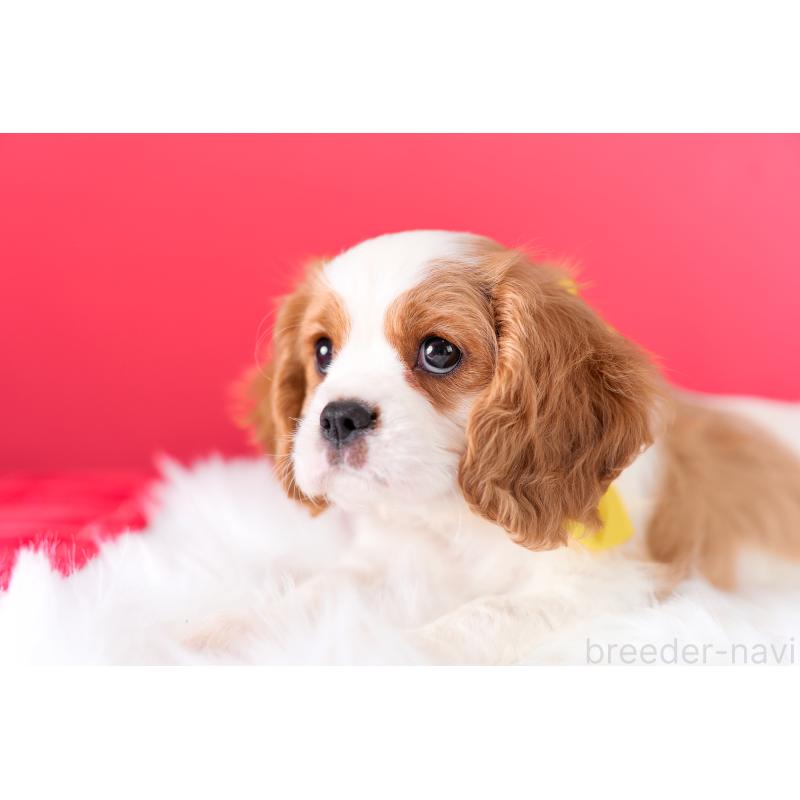 成約済の静岡県のキャバリアキングチャールズスパニエル-426661の8枚目