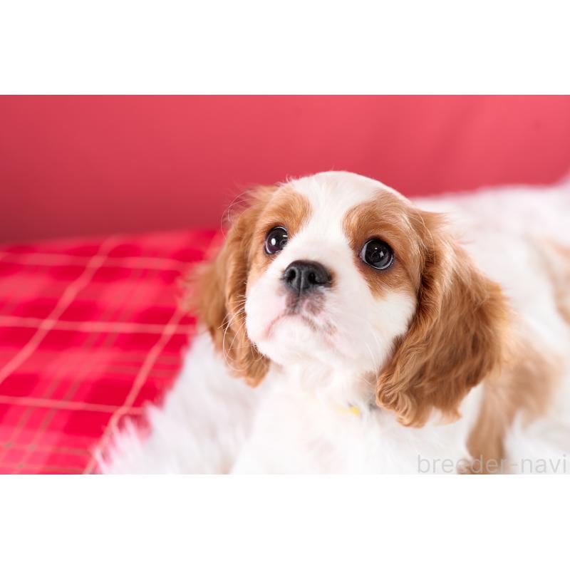 成約済の静岡県のキャバリアキングチャールズスパニエル-426661の6枚目