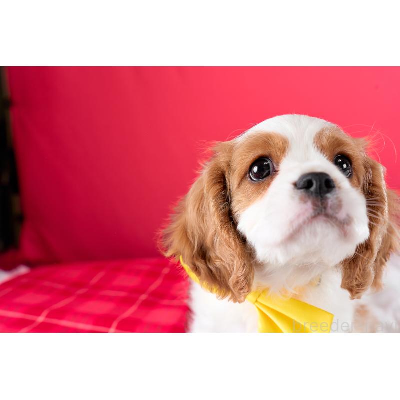 成約済の静岡県のキャバリアキングチャールズスパニエル-426661の4枚目