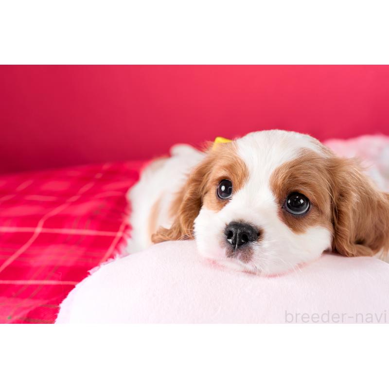 成約済の静岡県のキャバリアキングチャールズスパニエル-426661の3枚目