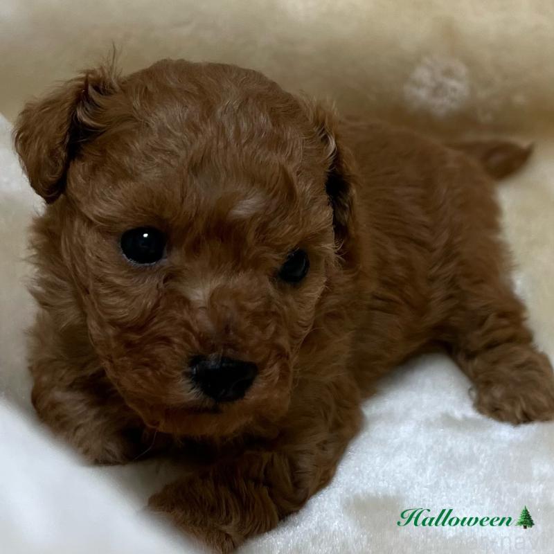 成約済の福岡県のタイニープードル-424514の3枚目